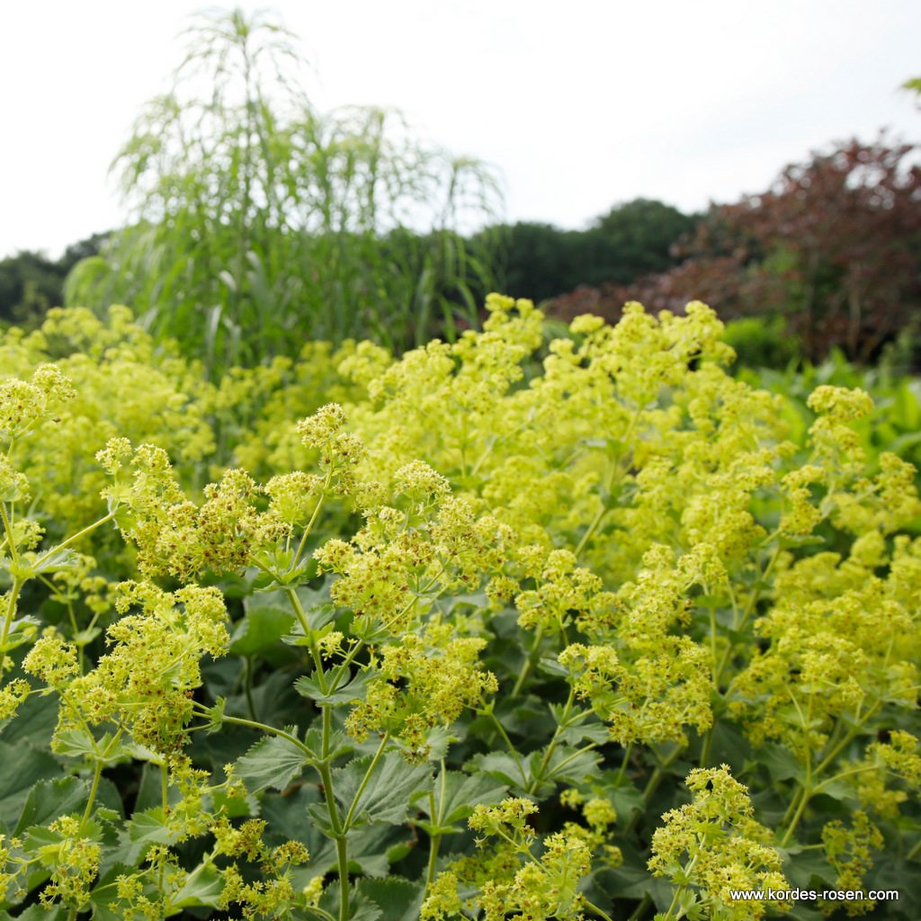 Kleiner Frauenmantel