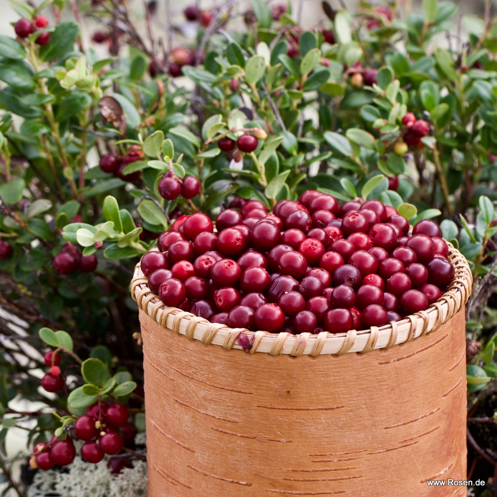 Artikelbild 1 des Artikels Cranberry ‘Red Star‘   Cranberry ‘Red Star‘