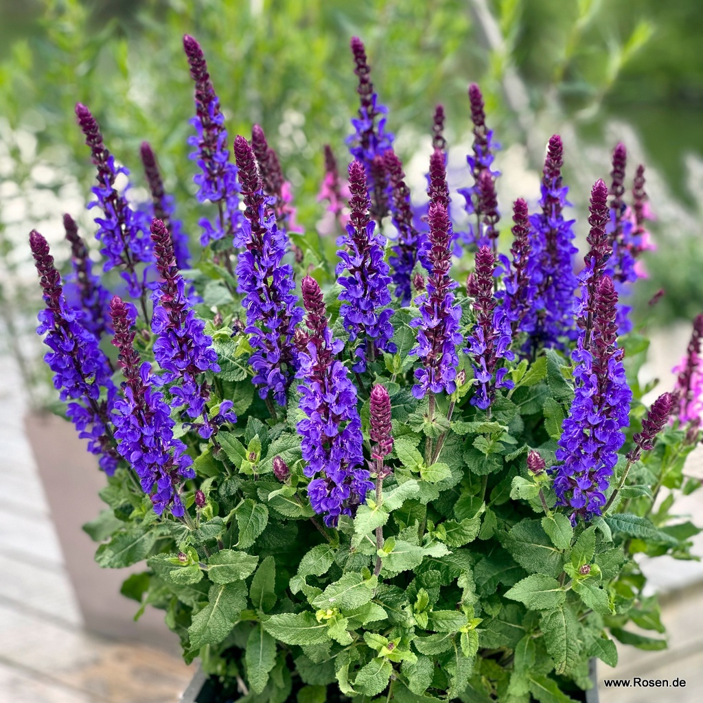 Ziersalbei ‘Marvel Dark Blue'