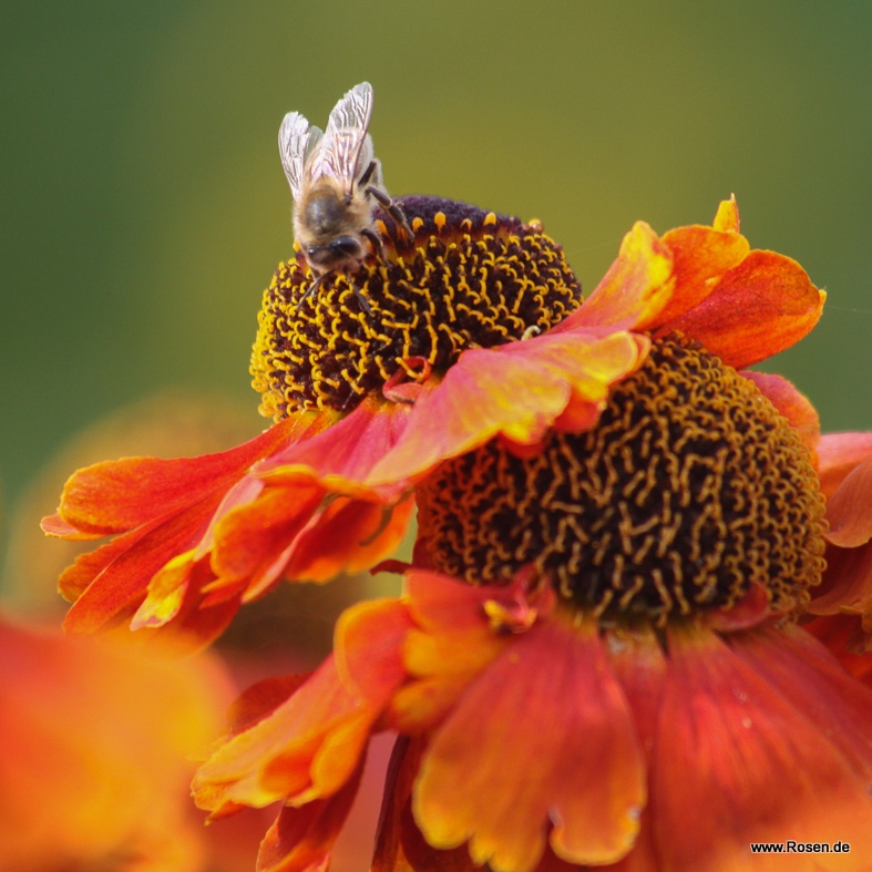 Sonnenbraut 'Mardi Gras'