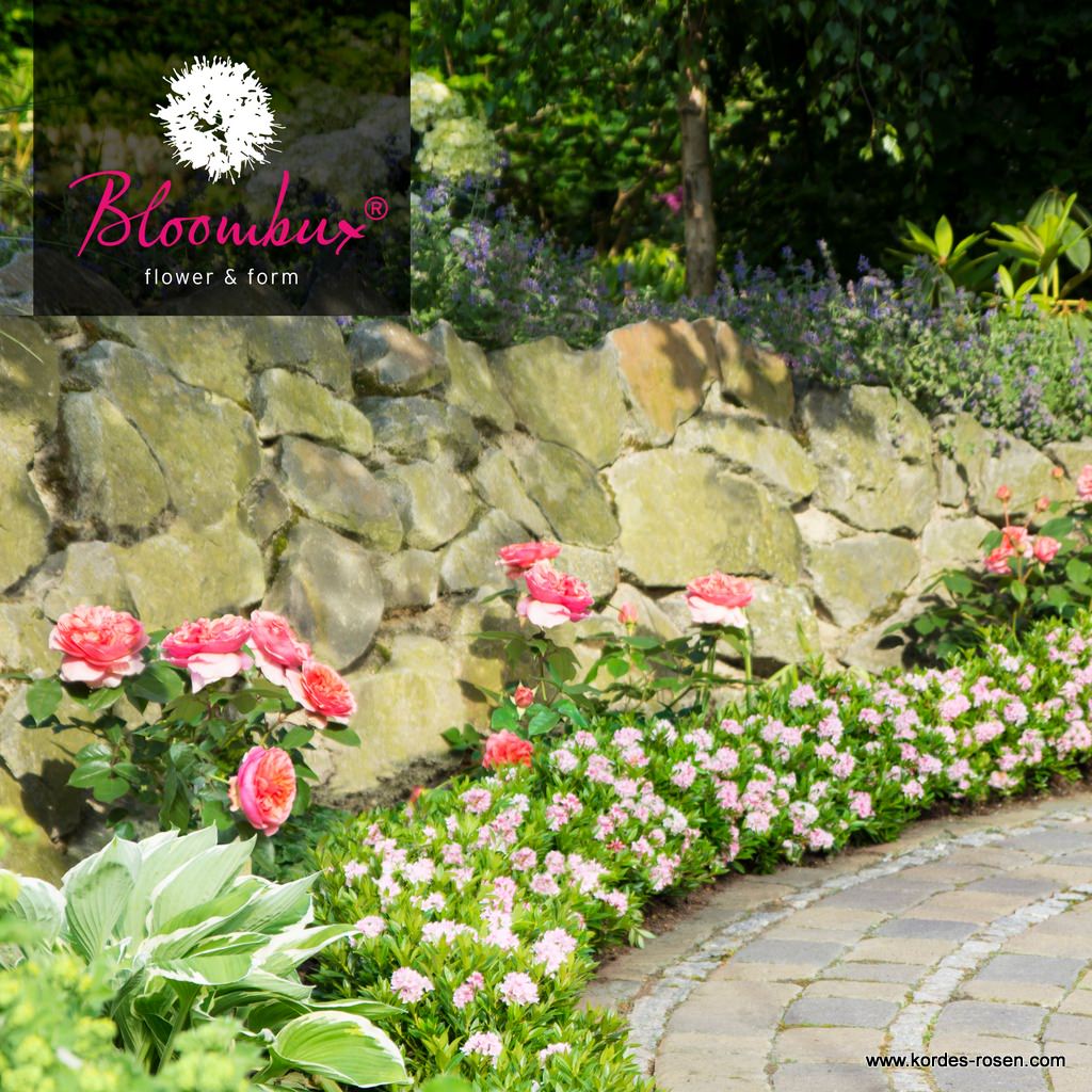 Artikelbild 4 des Artikels Bloombux®, pink Bloombux®, pink