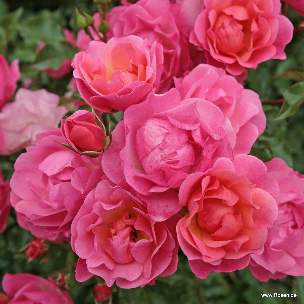 Garden roses | Kordes Rosen
