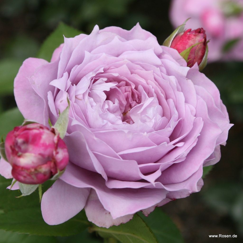 Floribunda Roses | Shop By Type | Garden roses | Kordes Rosen