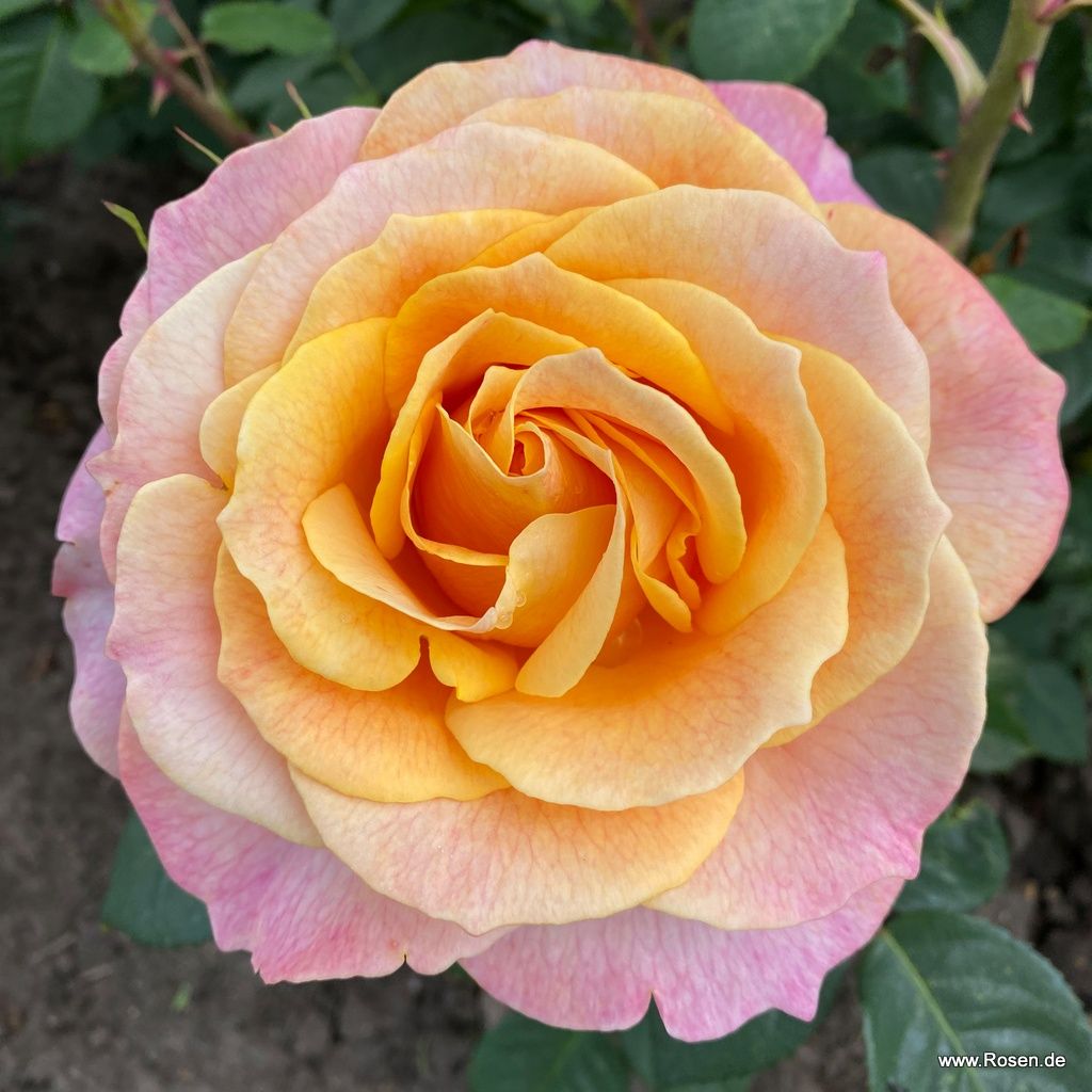 Better Times® | Kordes Rosen