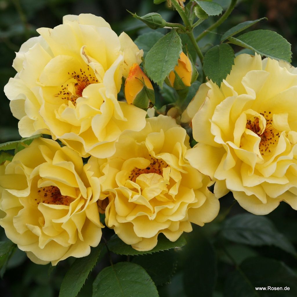 Golden Gate® | Kordes Rosen