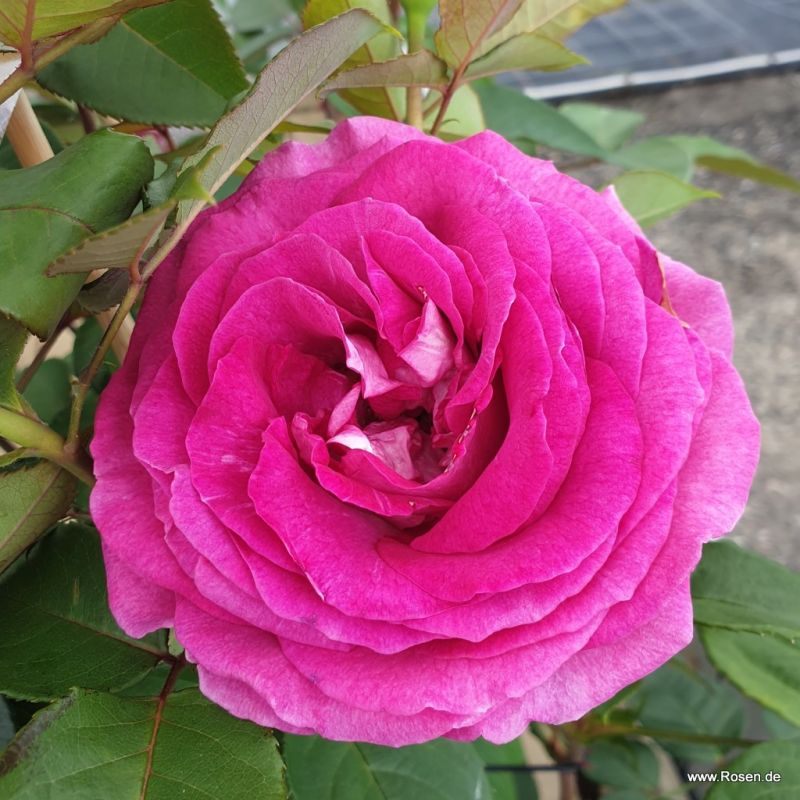 Fräulein Maria | Kordes Rosen