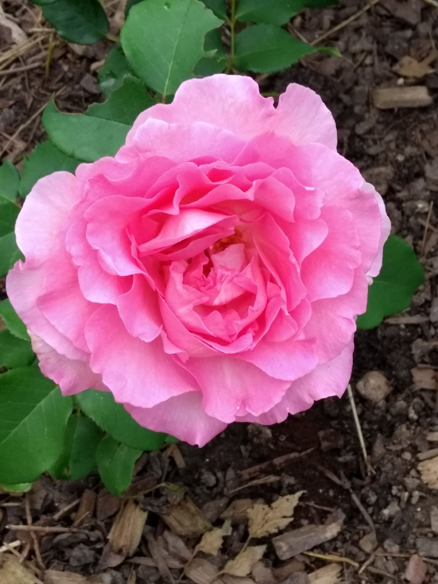 Beverly® | Kordes Rosen