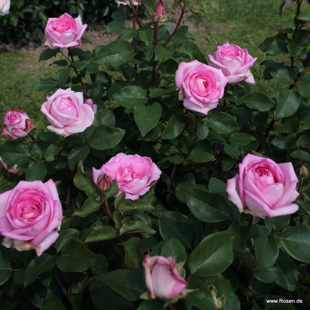 Beverly® | Kordes Rosen