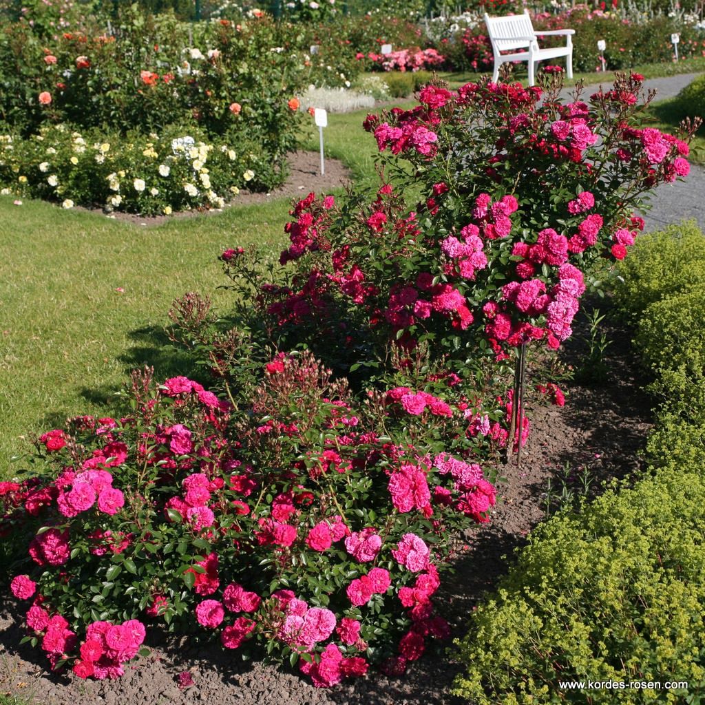 Roxy® | Kordes Rosen
