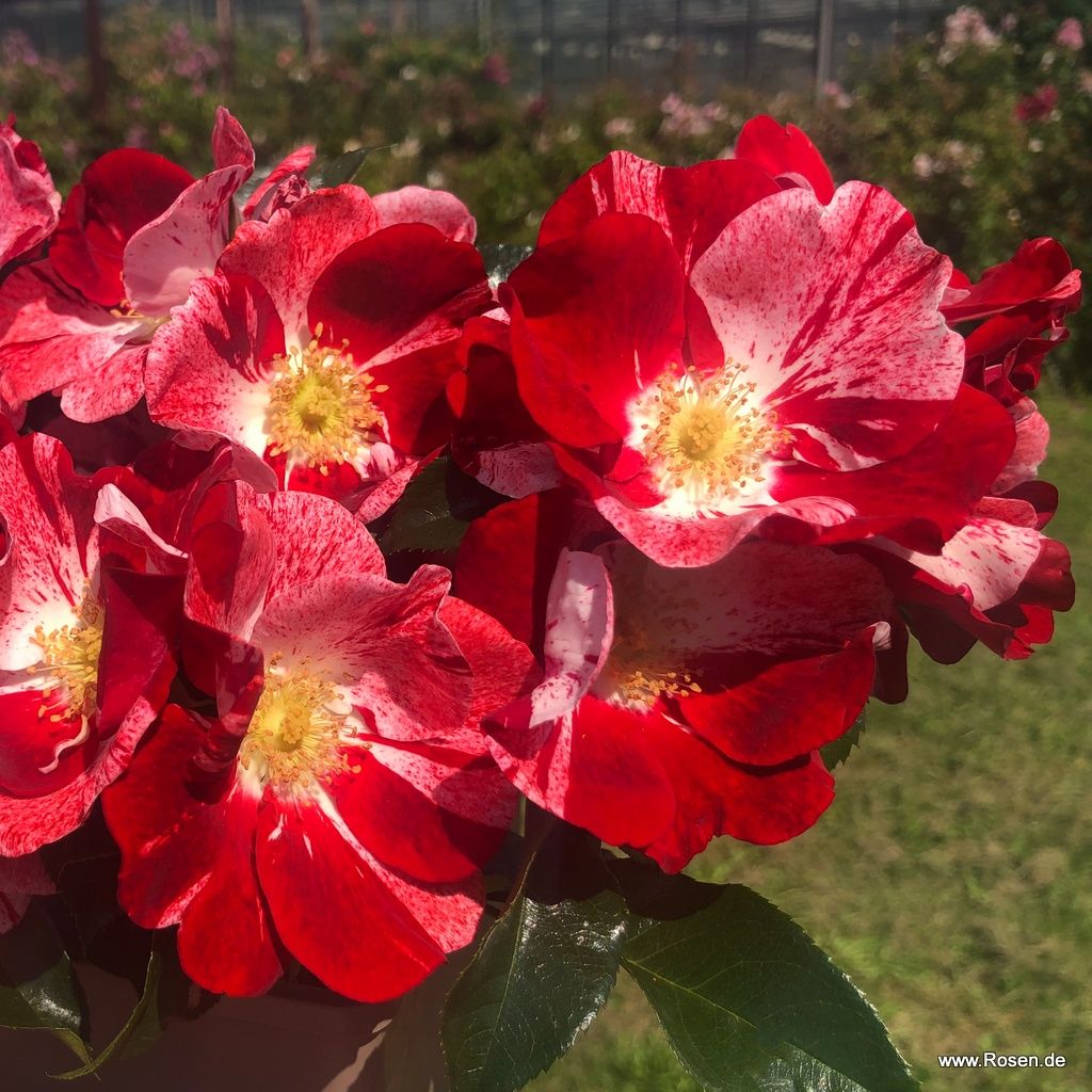 Simsalabim® | Kordes Rosen