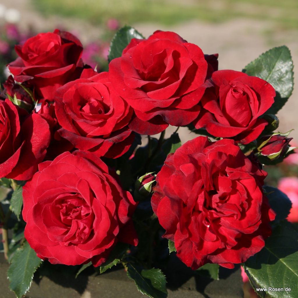 Royal Red® | Kordes Rosen