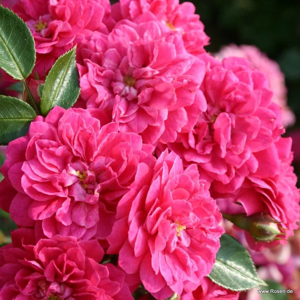 Rosiers miniatures | Types de rosiers | Rosiers jardin | Kordes Rosen