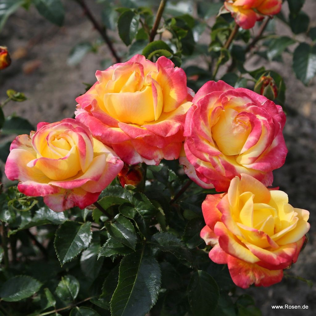 Casino® | Kordes Rosen