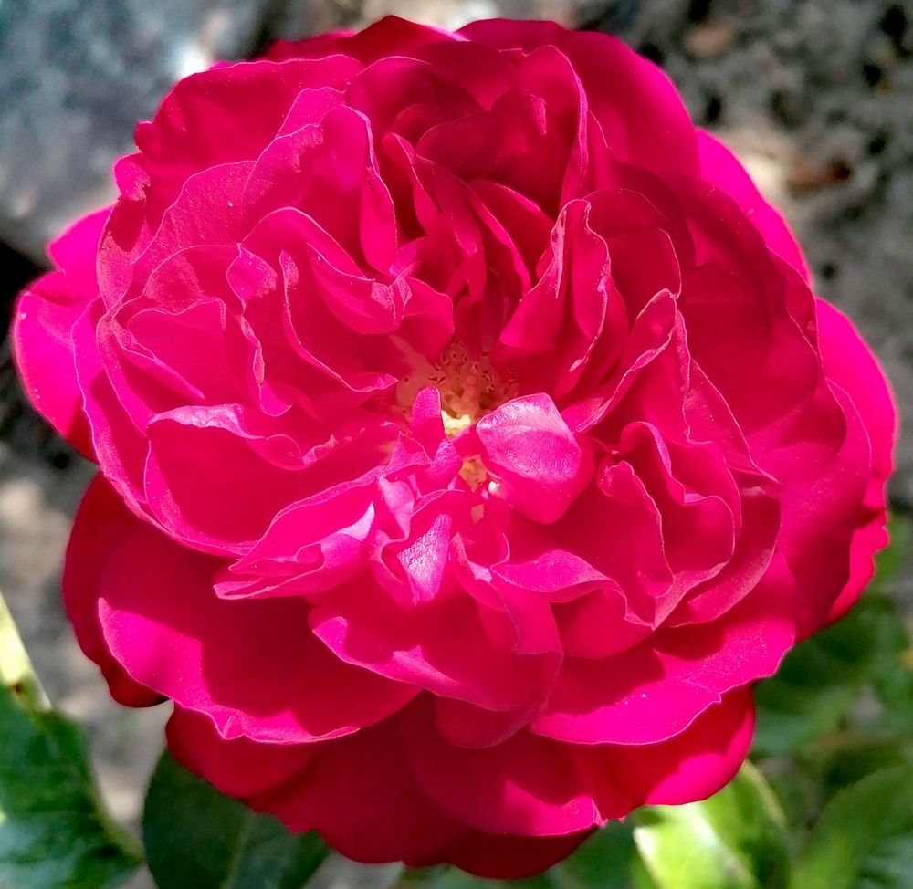 Bordeaux® | Kordes Rosen