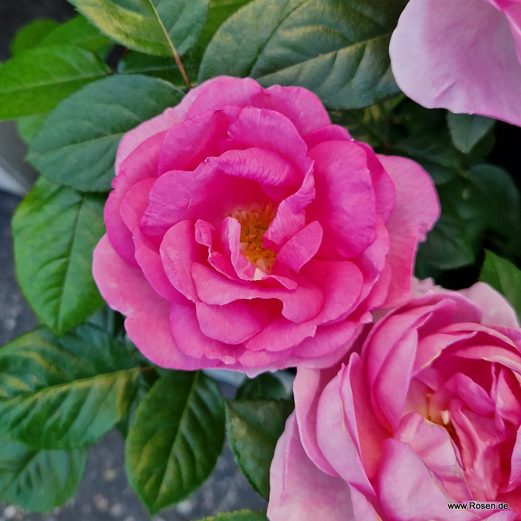 Europa Donna | Kordes Rosen