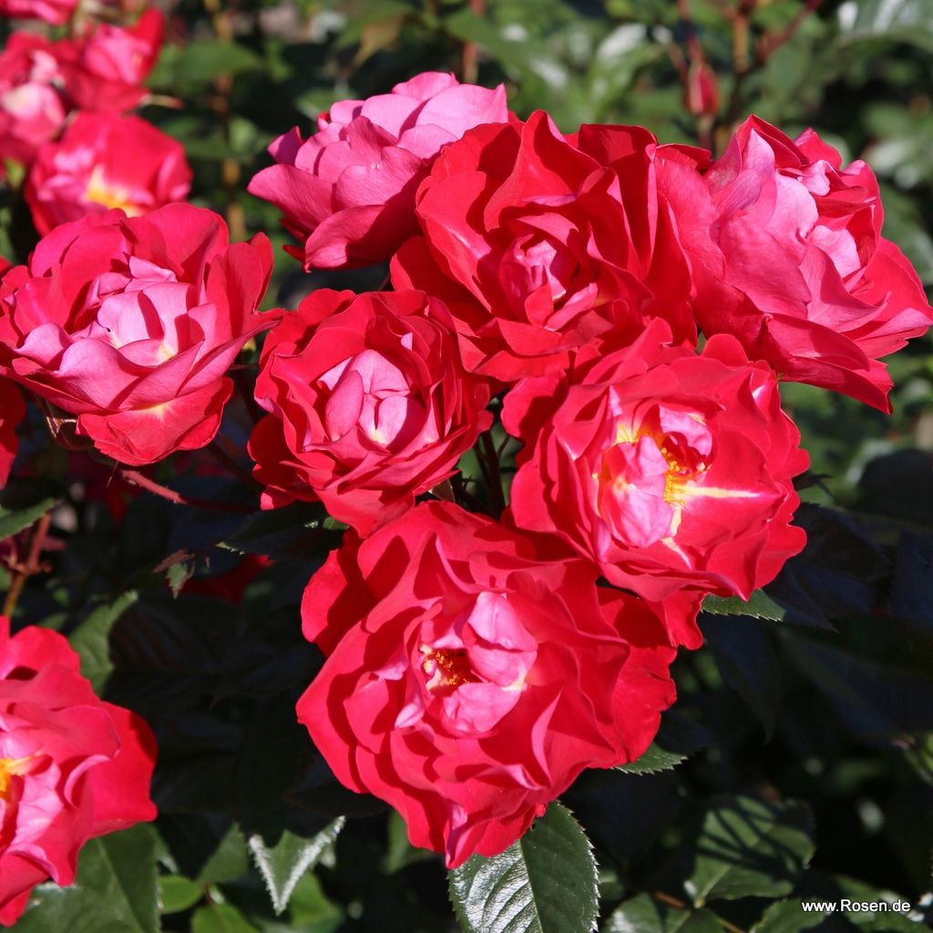 blütenRhein® | Kordes Rosen