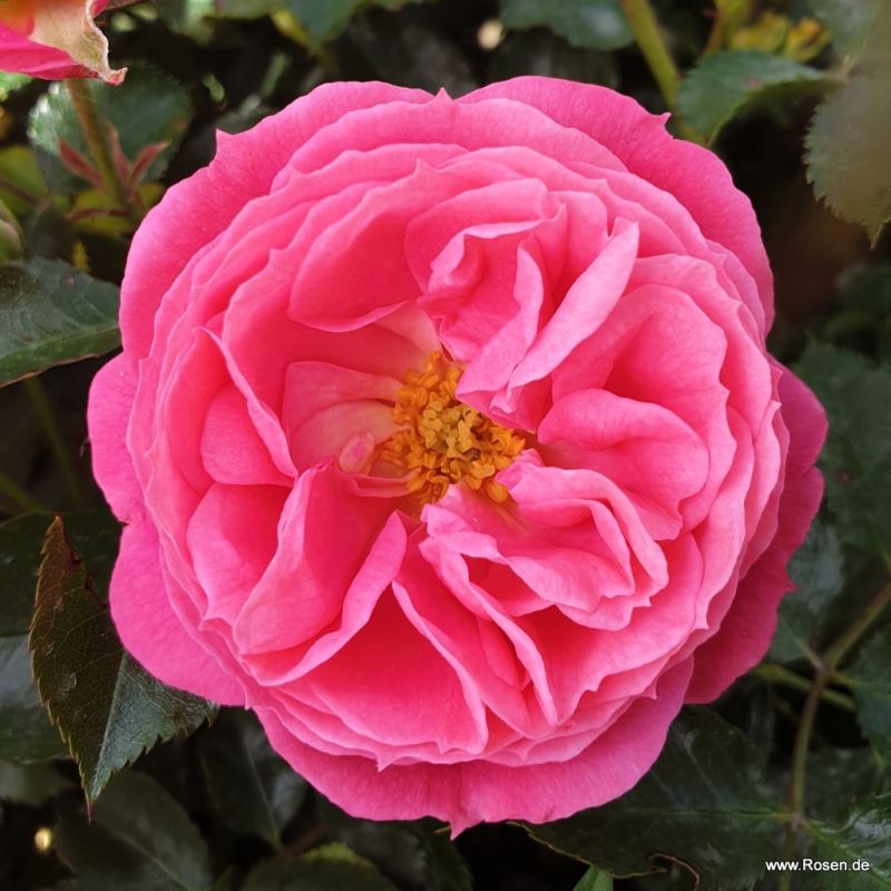 Kordes GartenrosenKatalog Kordes Rosen
