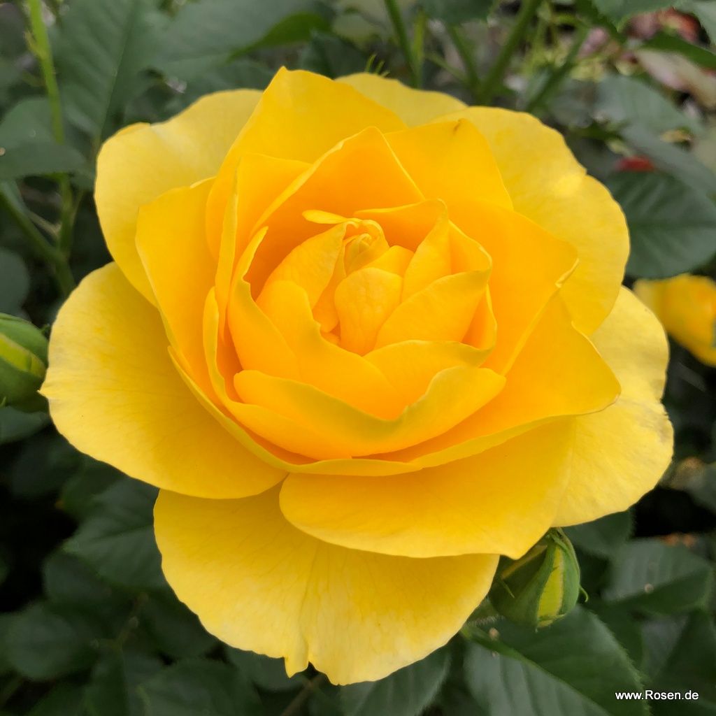 Kordes Rosen kaufen Die schönsten Rosen der Welt Kordes Rosen