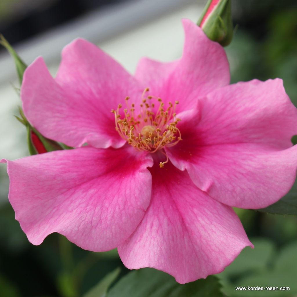 SEE YOU® in pink | Kordes Rosen