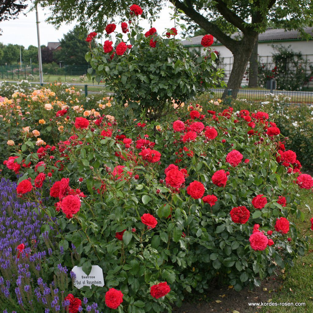 Out of Rosenheim® | Kordes Rosen