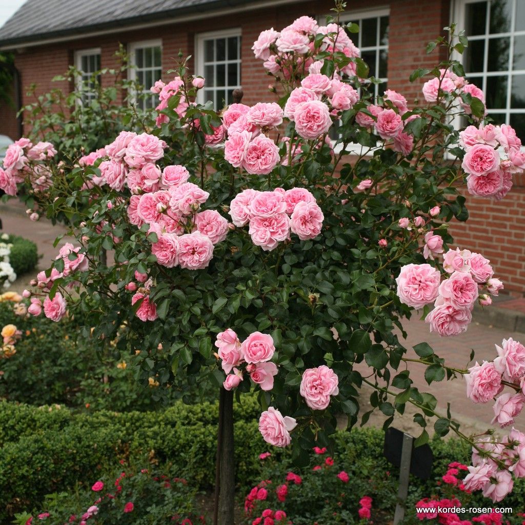 Home & Garden | Kordes Rosen