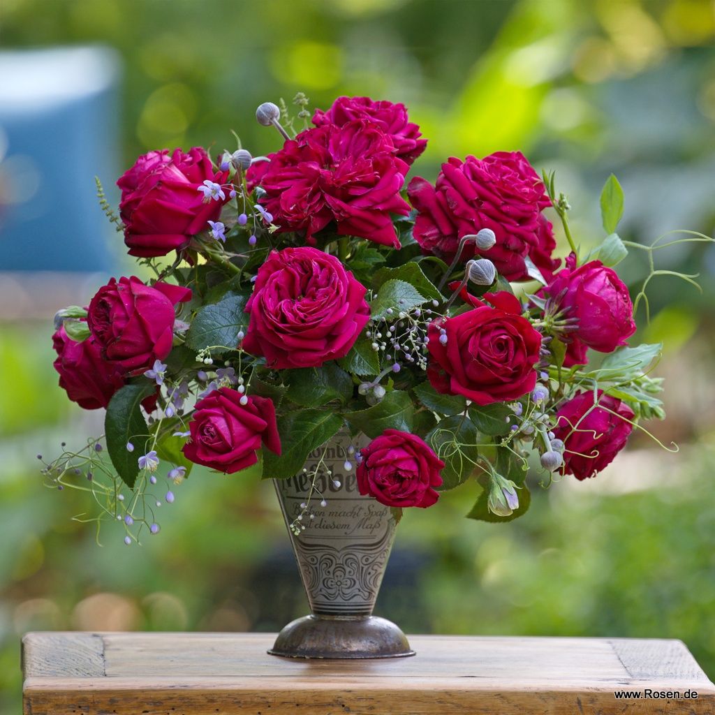 Ruby Kiss® Rose | Kordes Rosen