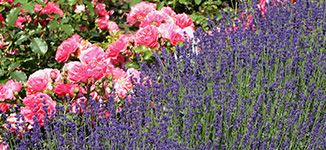 Klassische Rosenbegleiter Klassische Rosenbegleiter