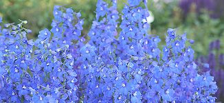 Die Vielfalt der Begleiter Die Vielfalt der Begleiter