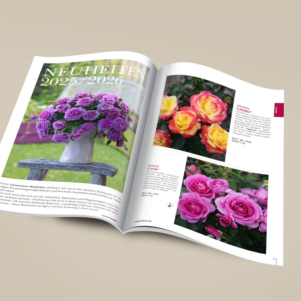 Kordes garden rose catalogue | Kordes Rosen