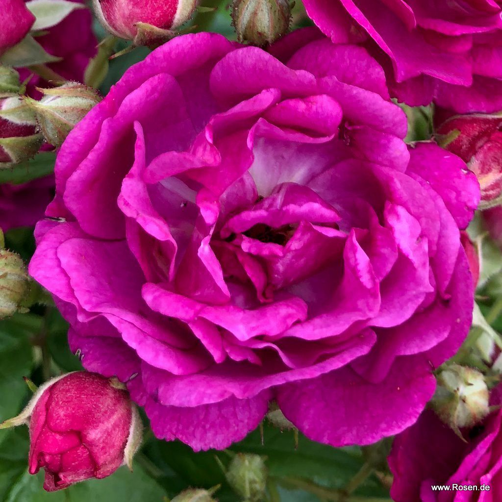 Purple Siluetta® | Kordes Rosen