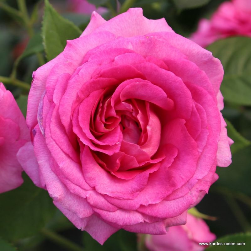 Kordes GartenrosenKatalog Kordes Rosen
