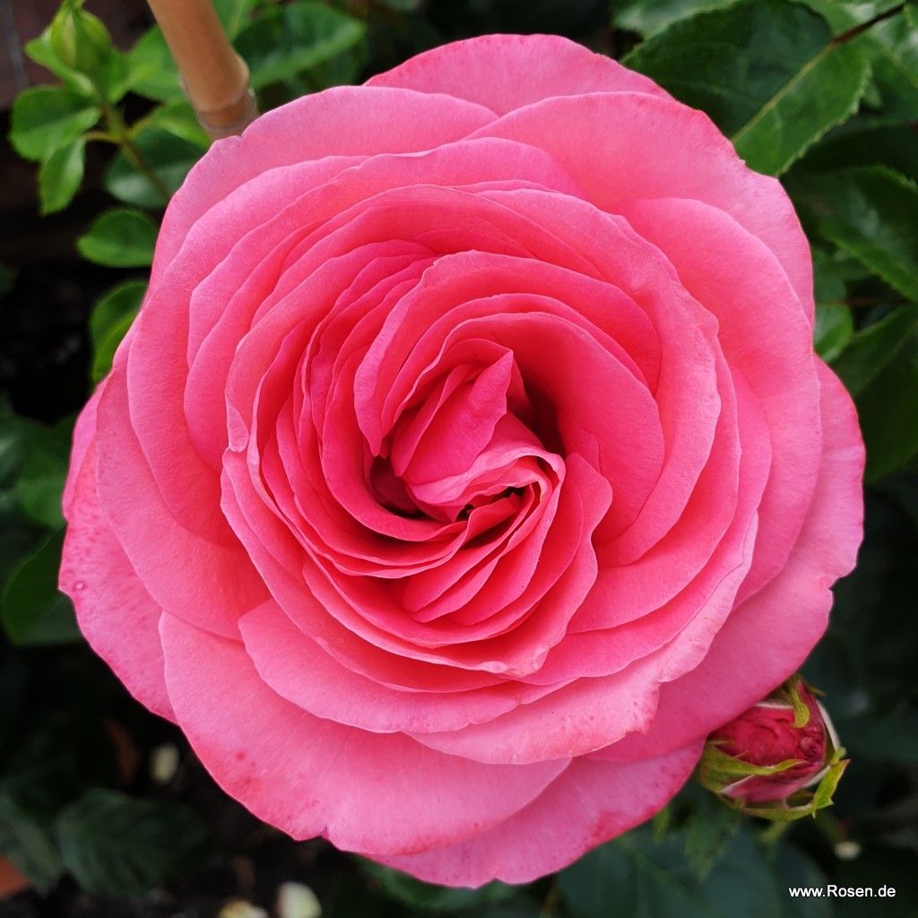 Eleganza® | Collections | Garden roses | Kordes Rosen