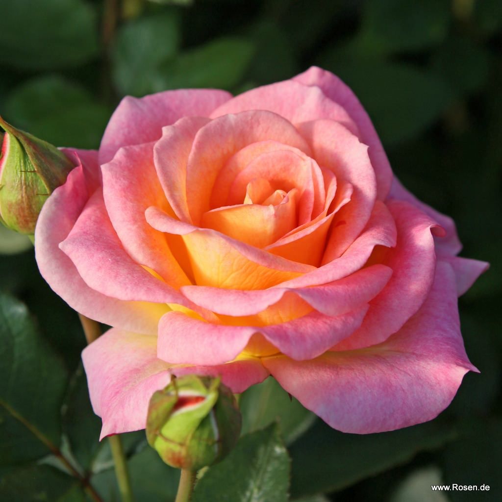 Dekora® | Kordes Rosen
