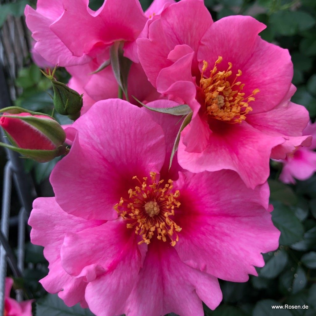 SEE YOU® in pink | Kordes Rosen