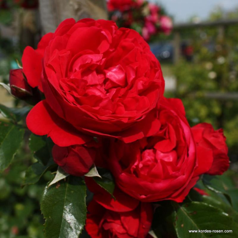 Florentina® | Kordes Rosen