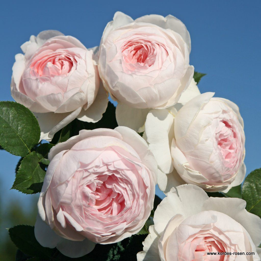 Parfuma® | Collections | Garden roses | Kordes Rosen