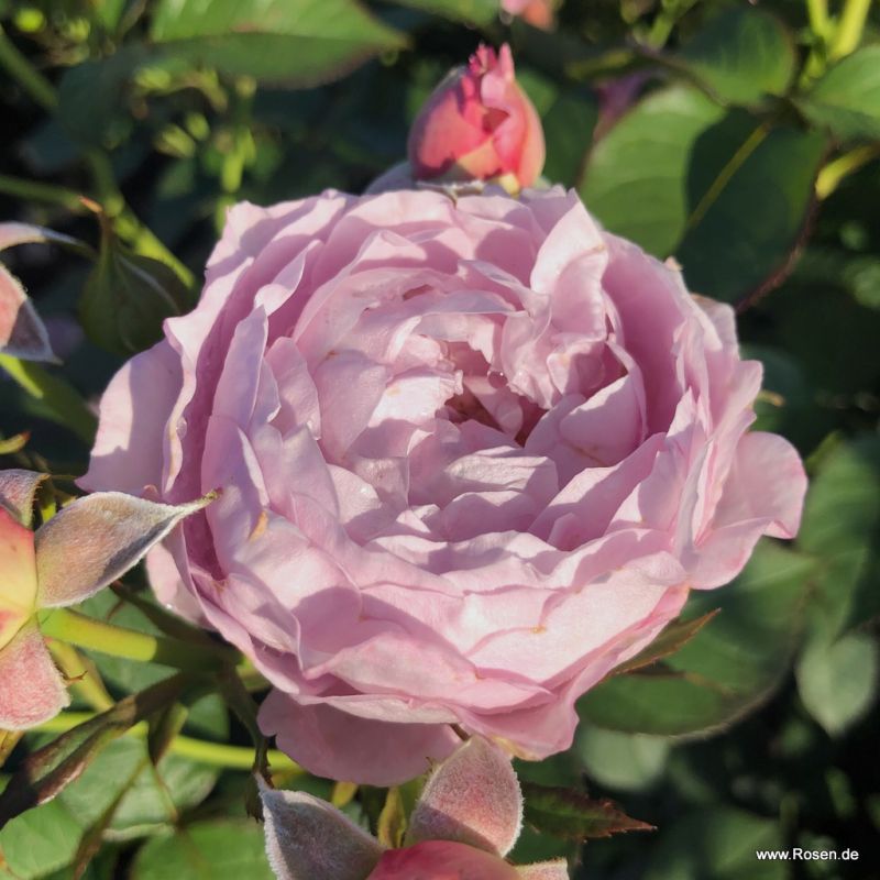 Herzogin Dorothea - Syn. Silent Parfuma® | Kordes Rosen