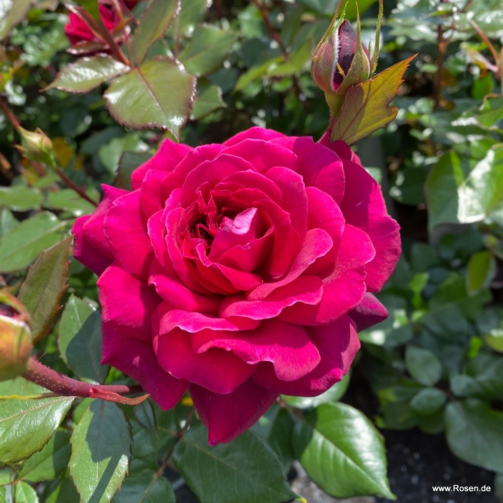 Bellevue® | Kordes Rosen