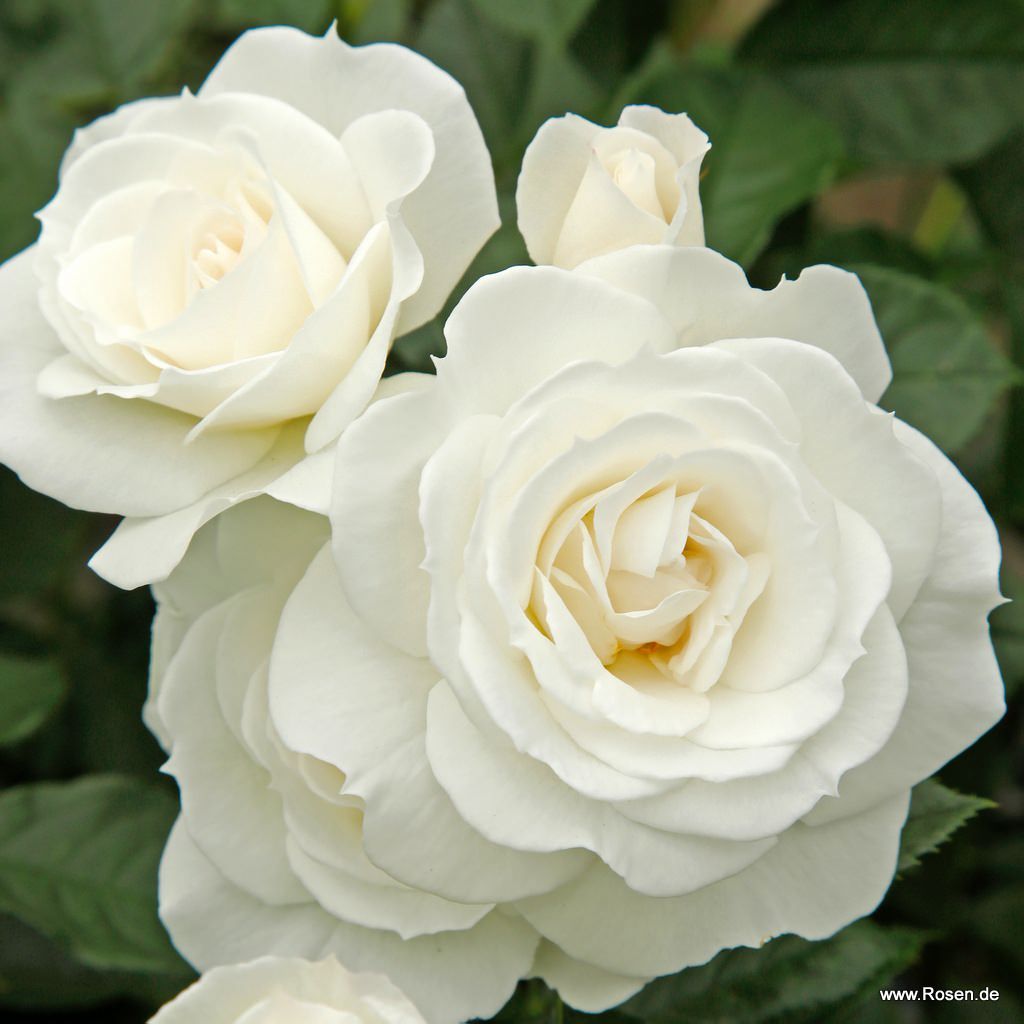Baby Schneewittchen® | Kordes Rosen