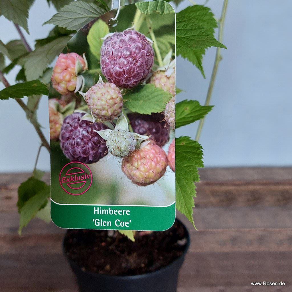 Himbeere 'Glen Coe' Kordes Rosen