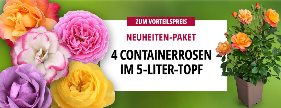 4er Containerrosen Neuheiten 2026 | Kordes Rosen