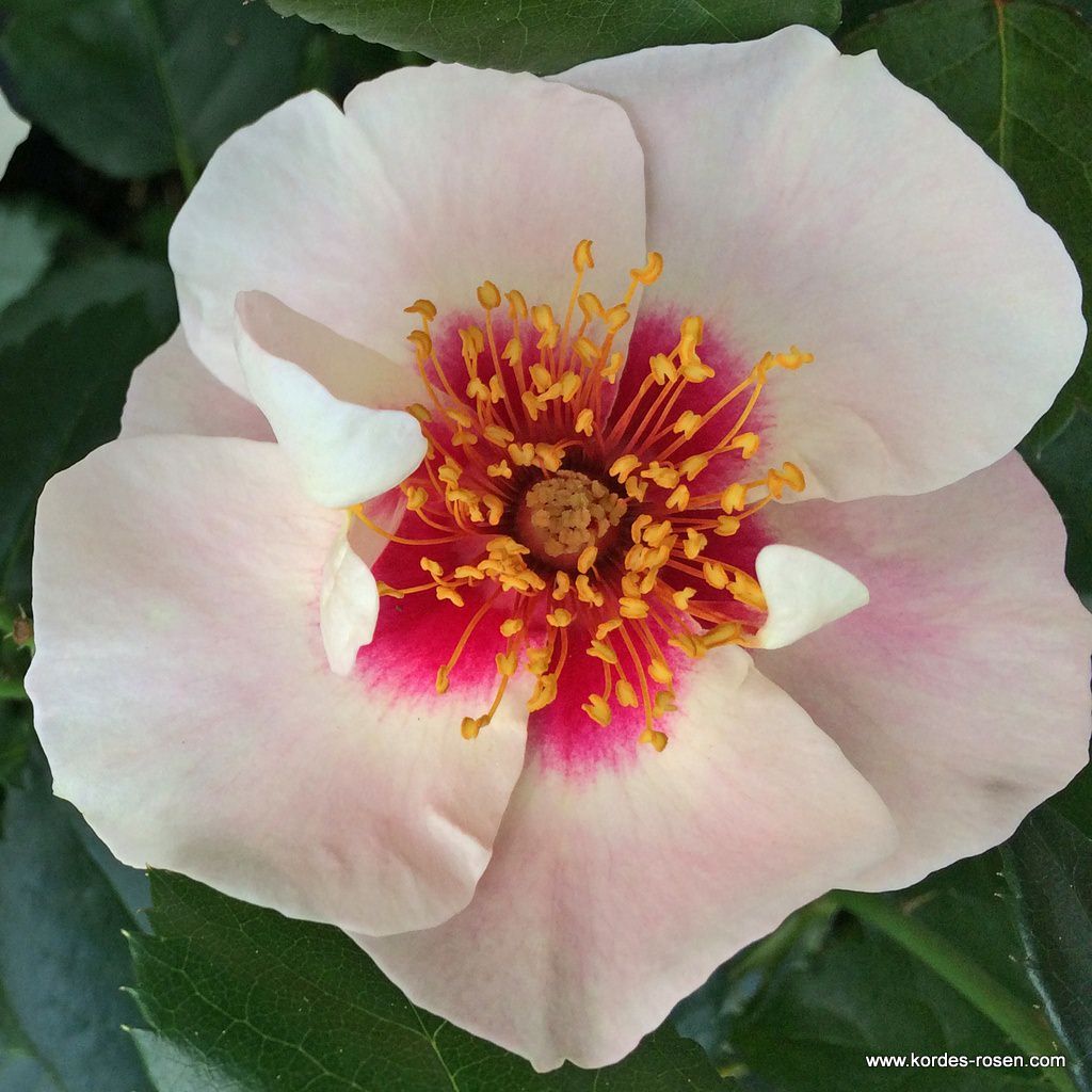 SEE YOU® Rosen Kollektion | Kordes Rosen