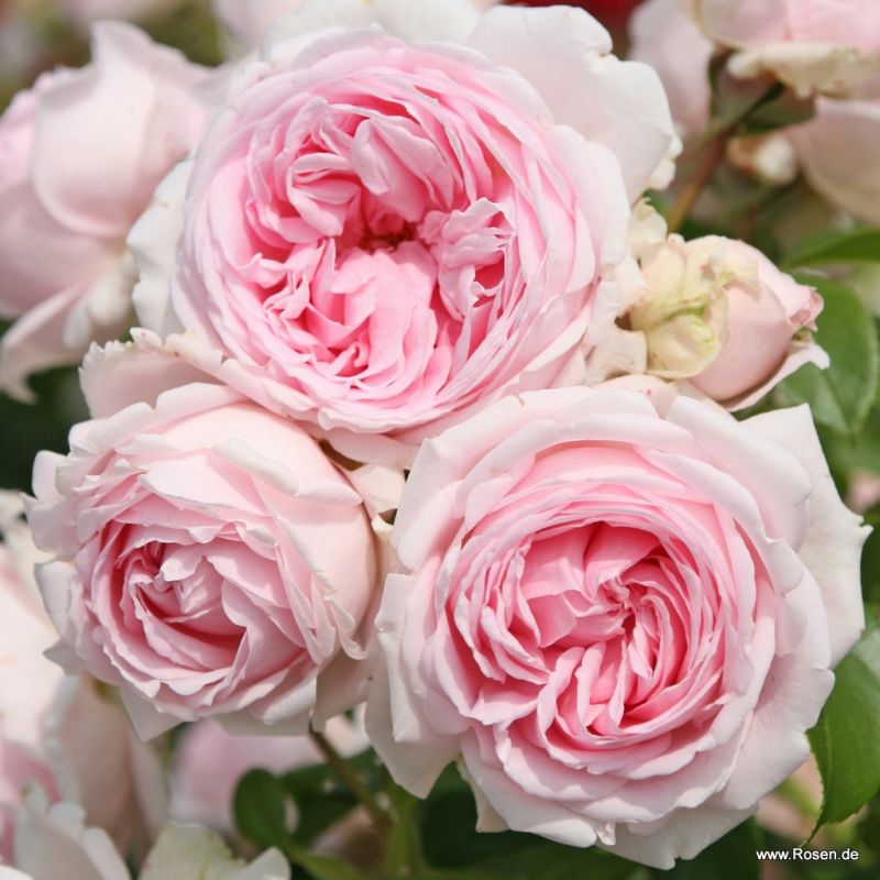 Kordes GartenrosenKatalog Kordes Rosen