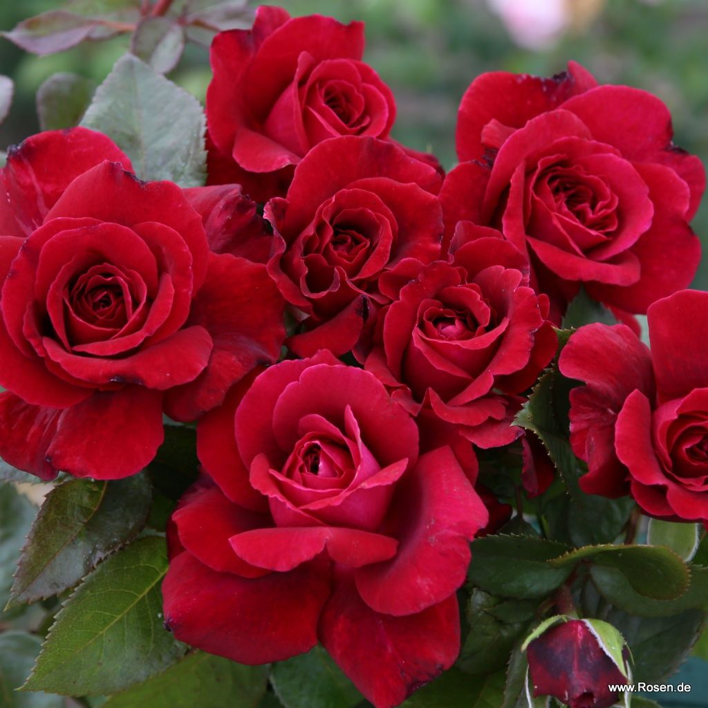 Bellevue® | Kordes Rosen