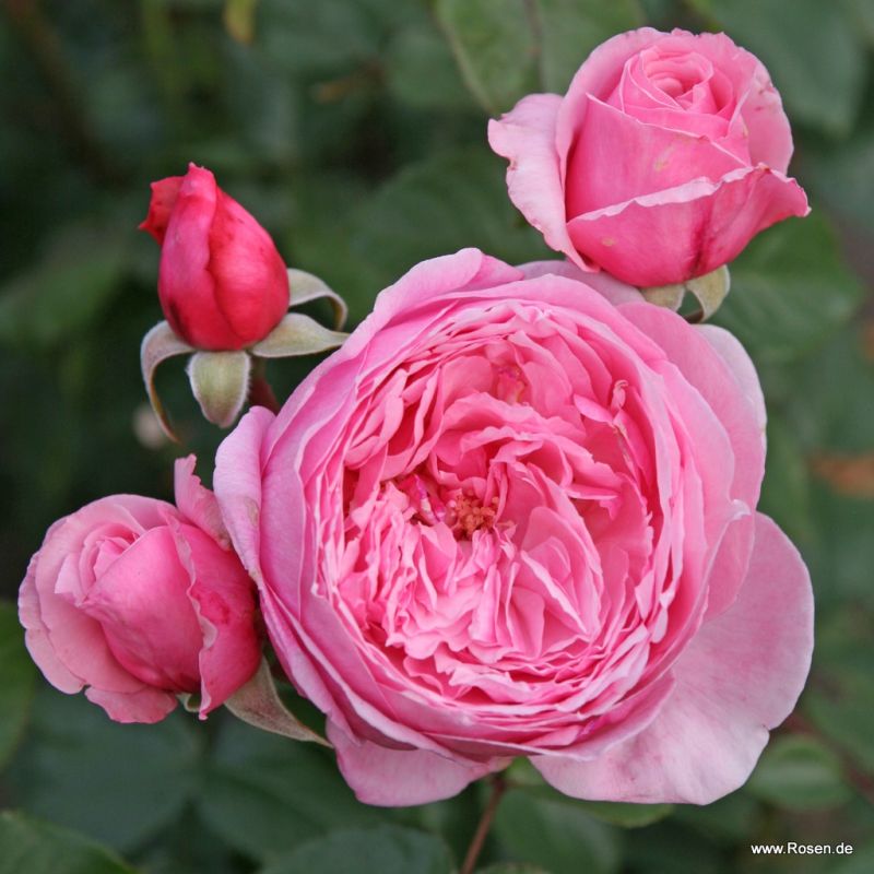 Garden roses | Kordes Rosen