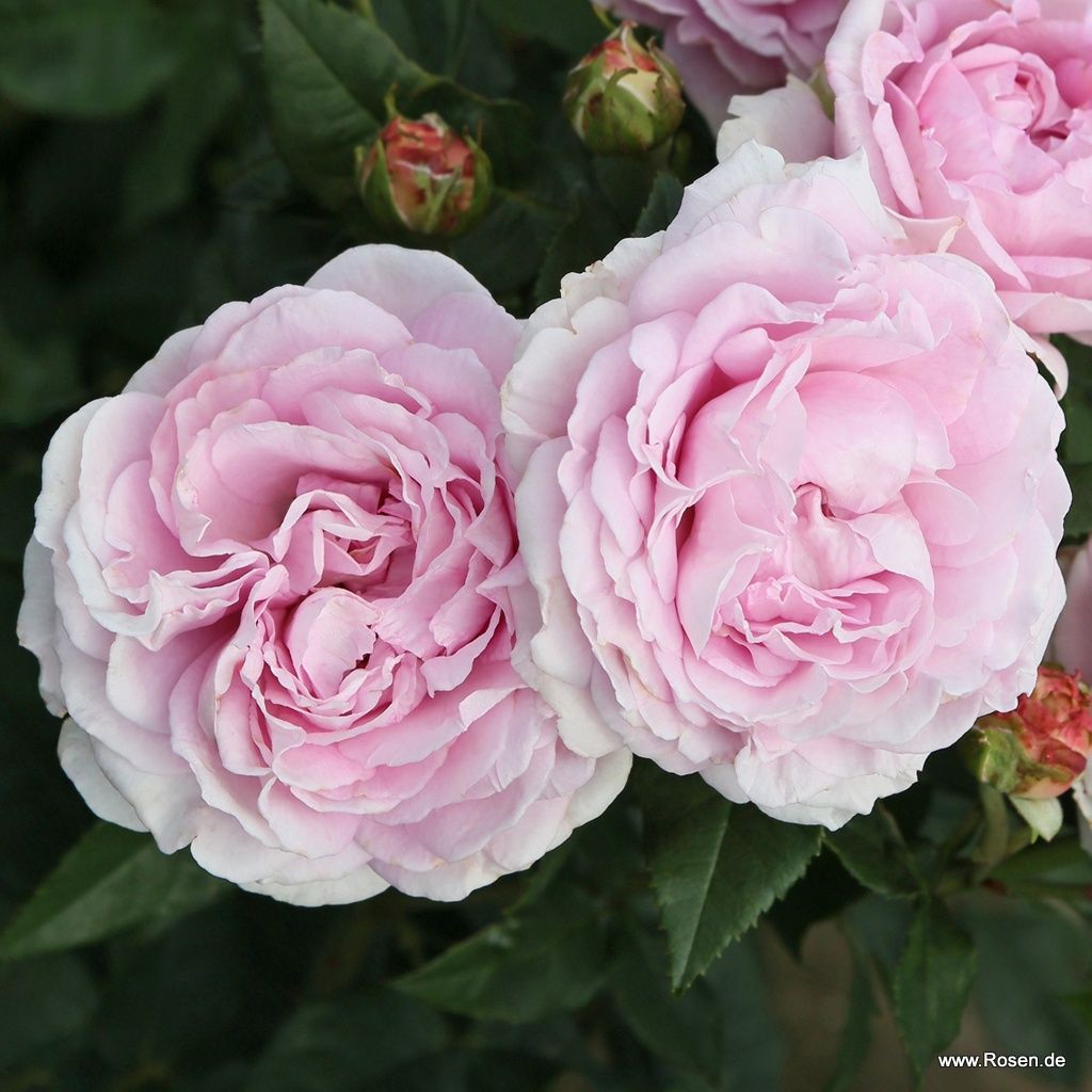 Parfuma® | Collections | Garden roses | Kordes Rosen
