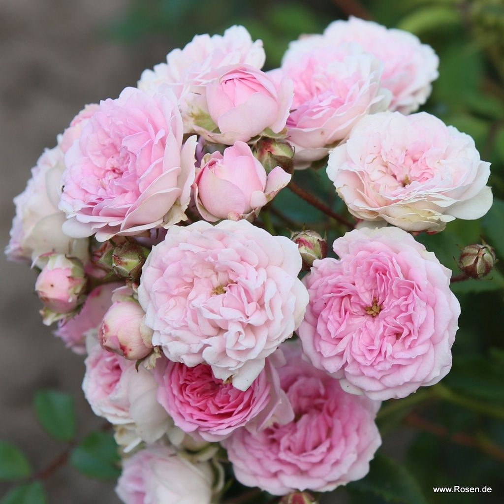 Pashmina Rose | Kordes Rosen