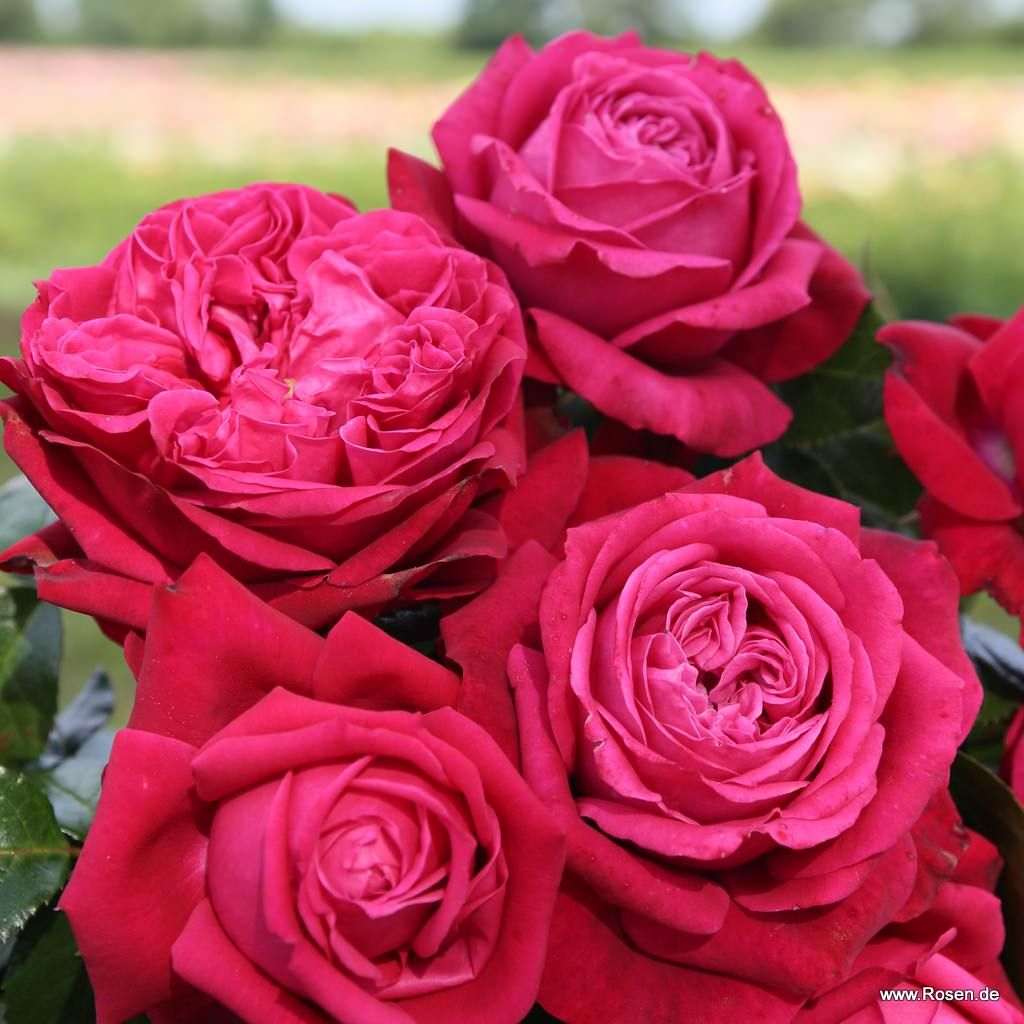 Ruby Kiss® Rose | Kordes Rosen