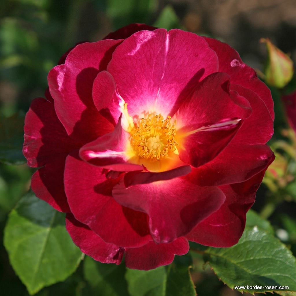 Strauchrosen Kordes Rosen