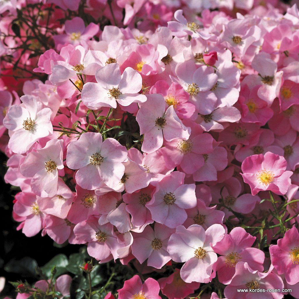 Fortuna® | Kordes Rosen
